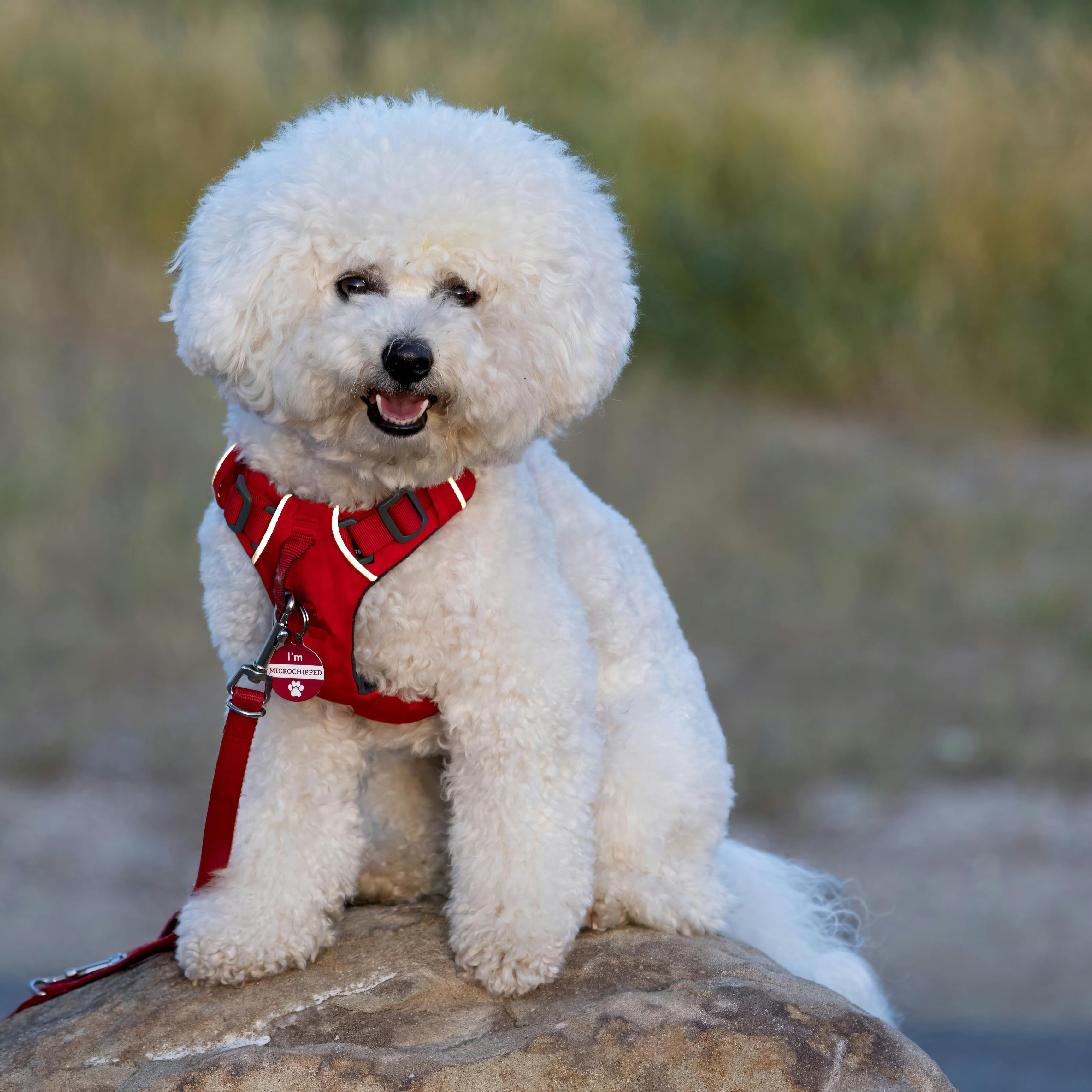 Dog grooming