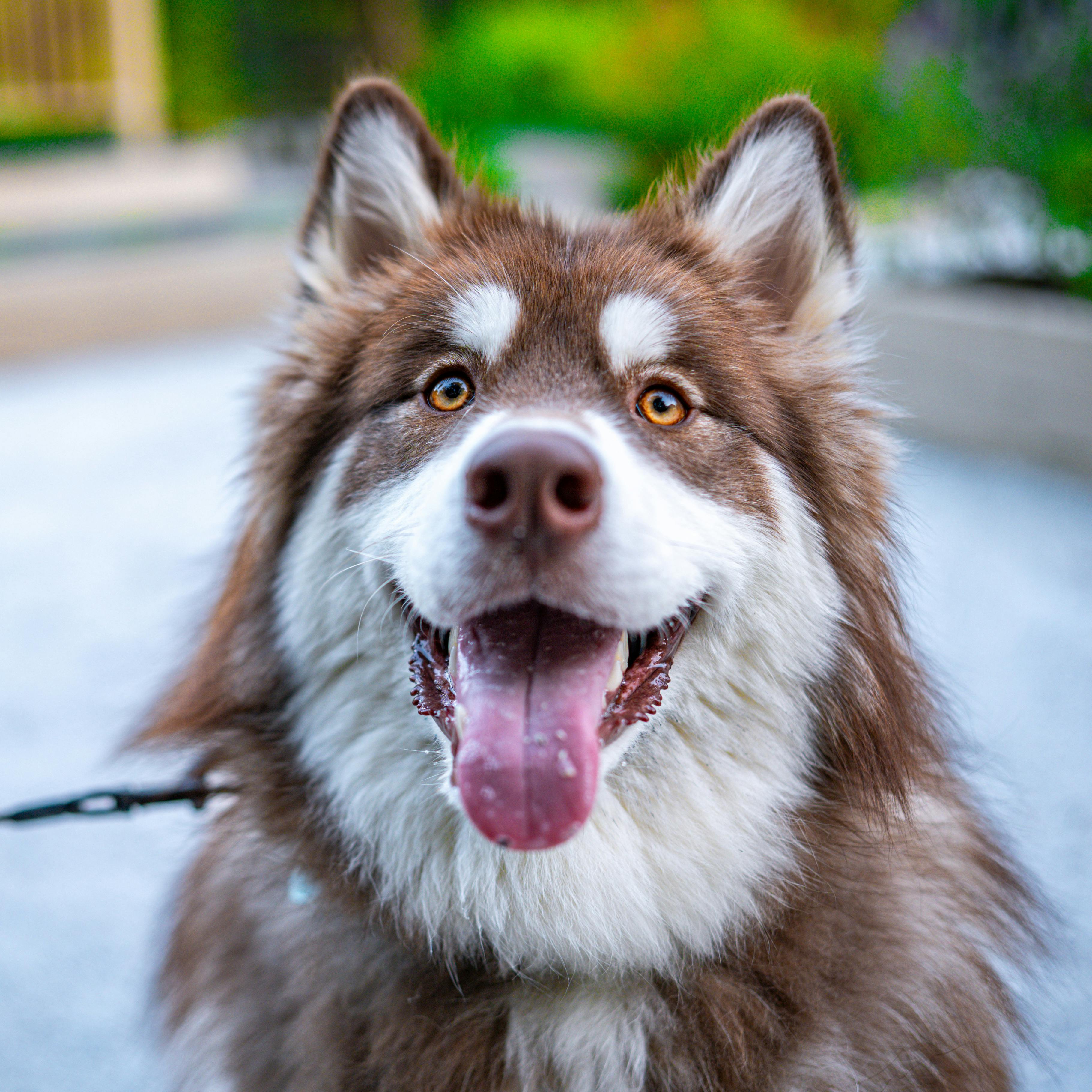 Dog grooming