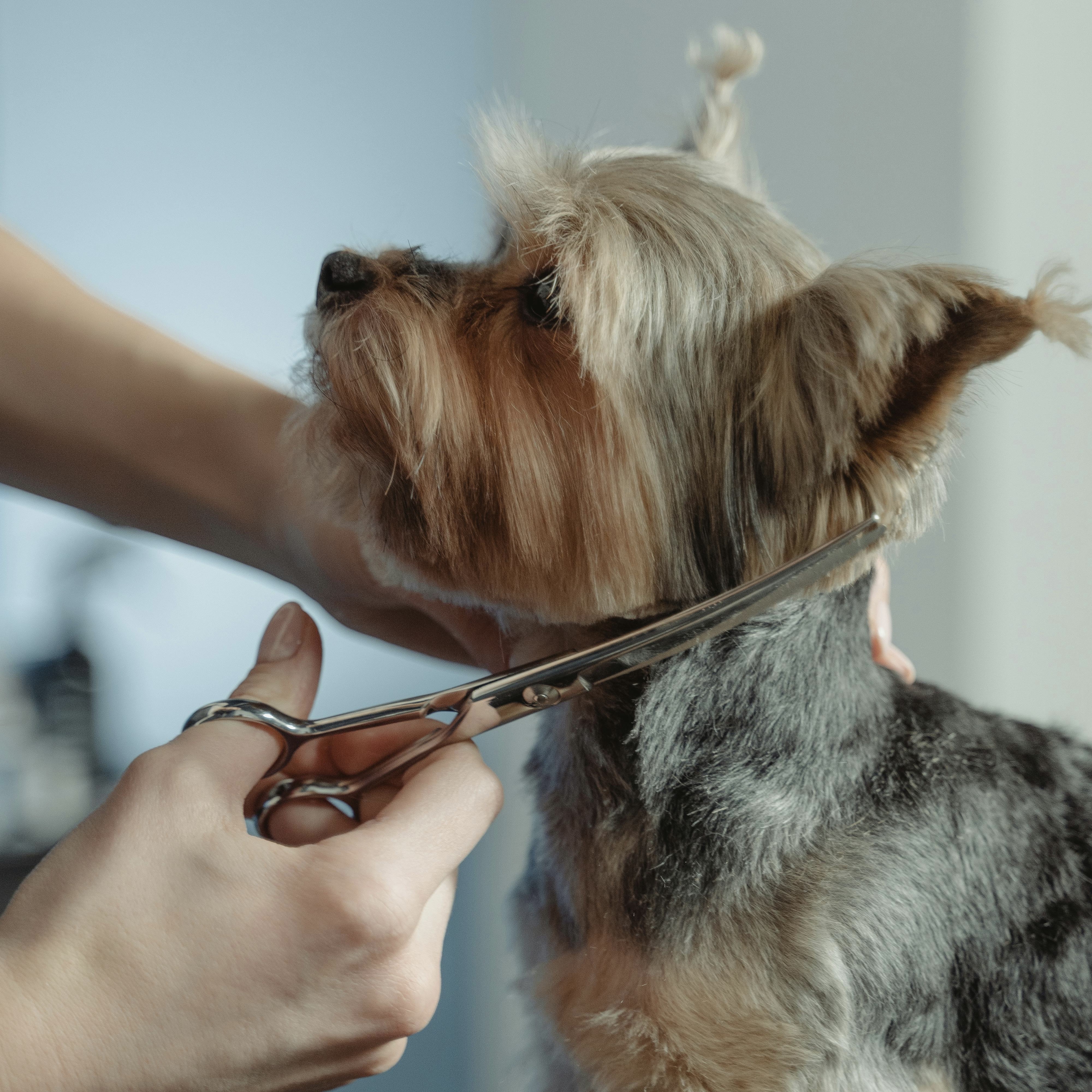Full dog grooming