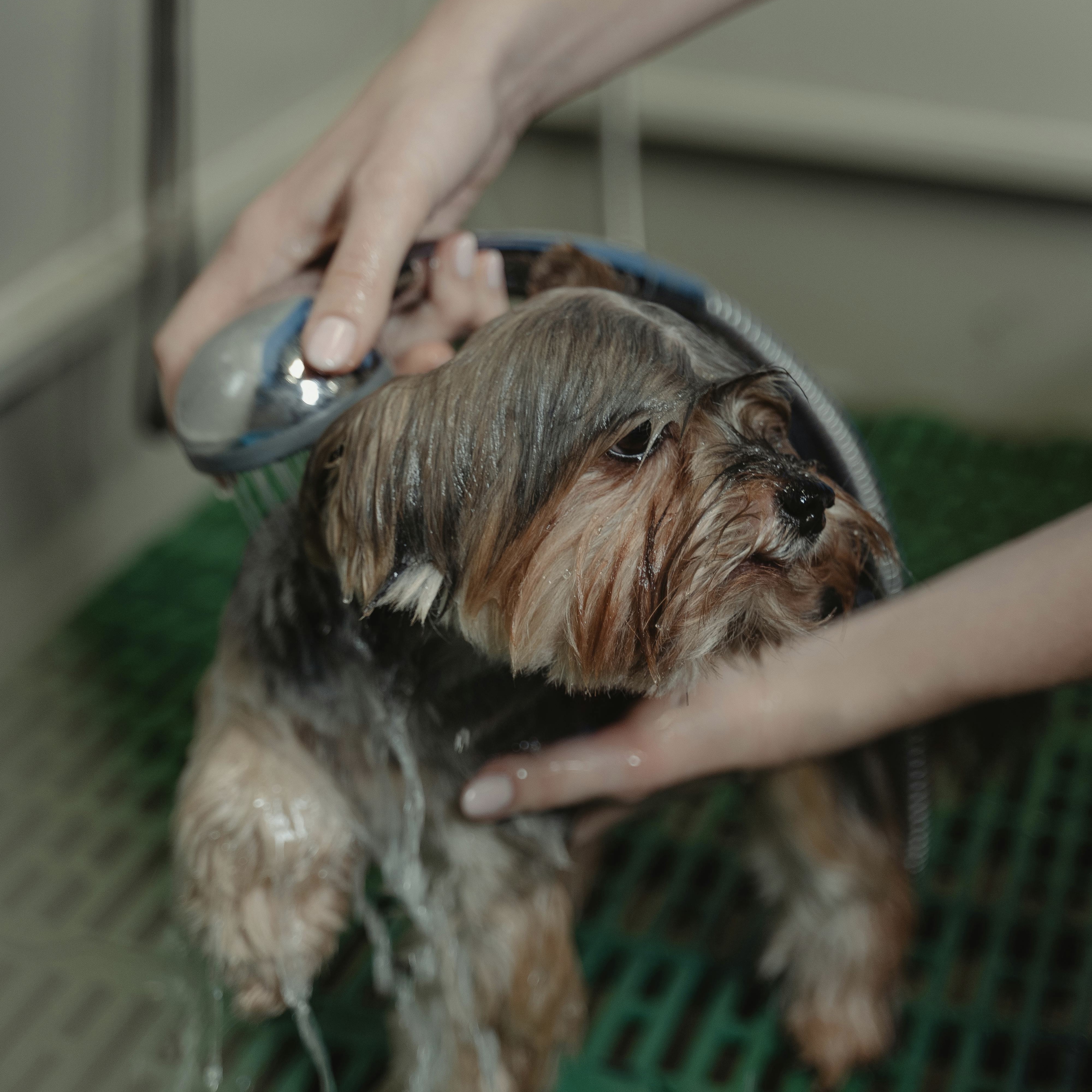 Dog bath and coat care