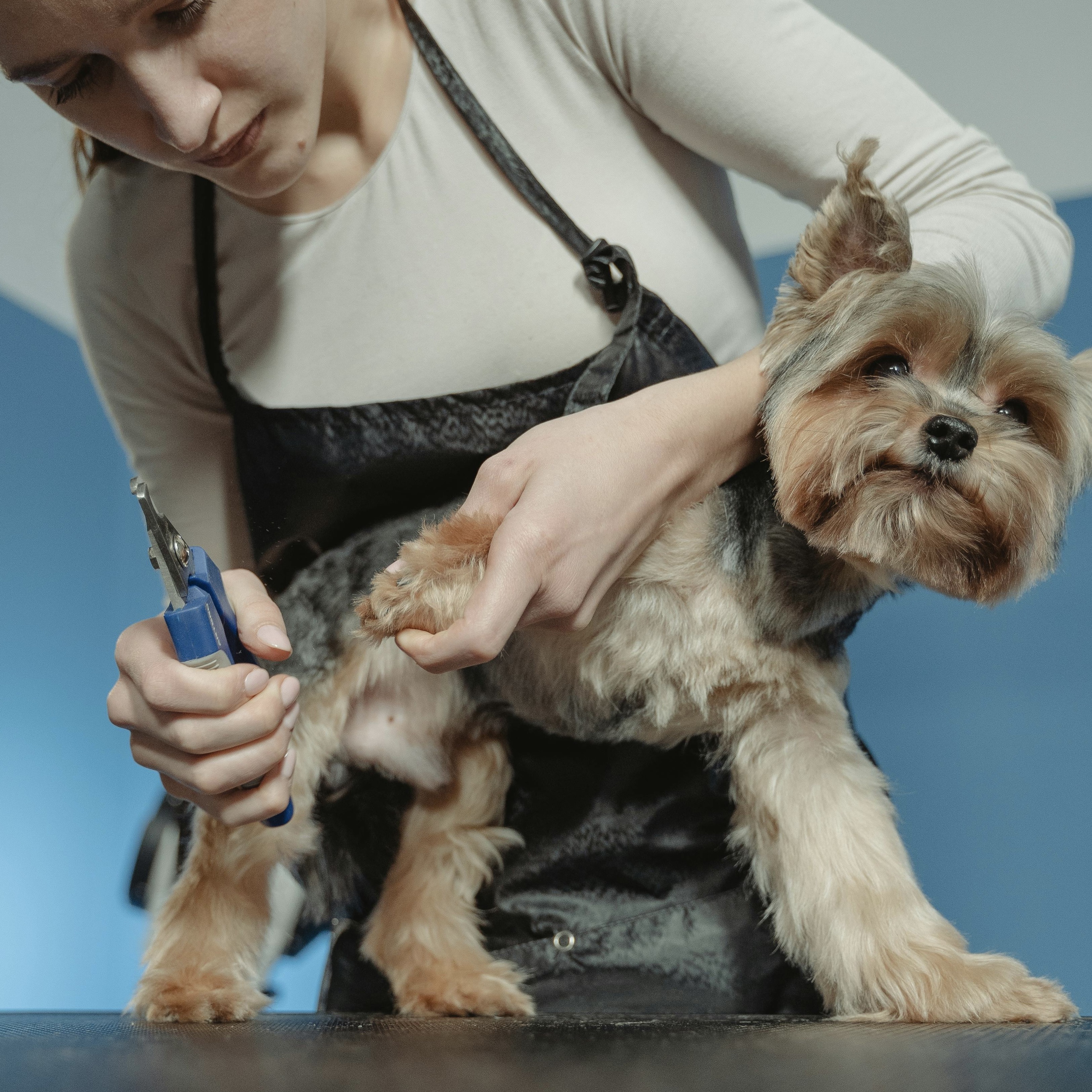 Dog nail trimming