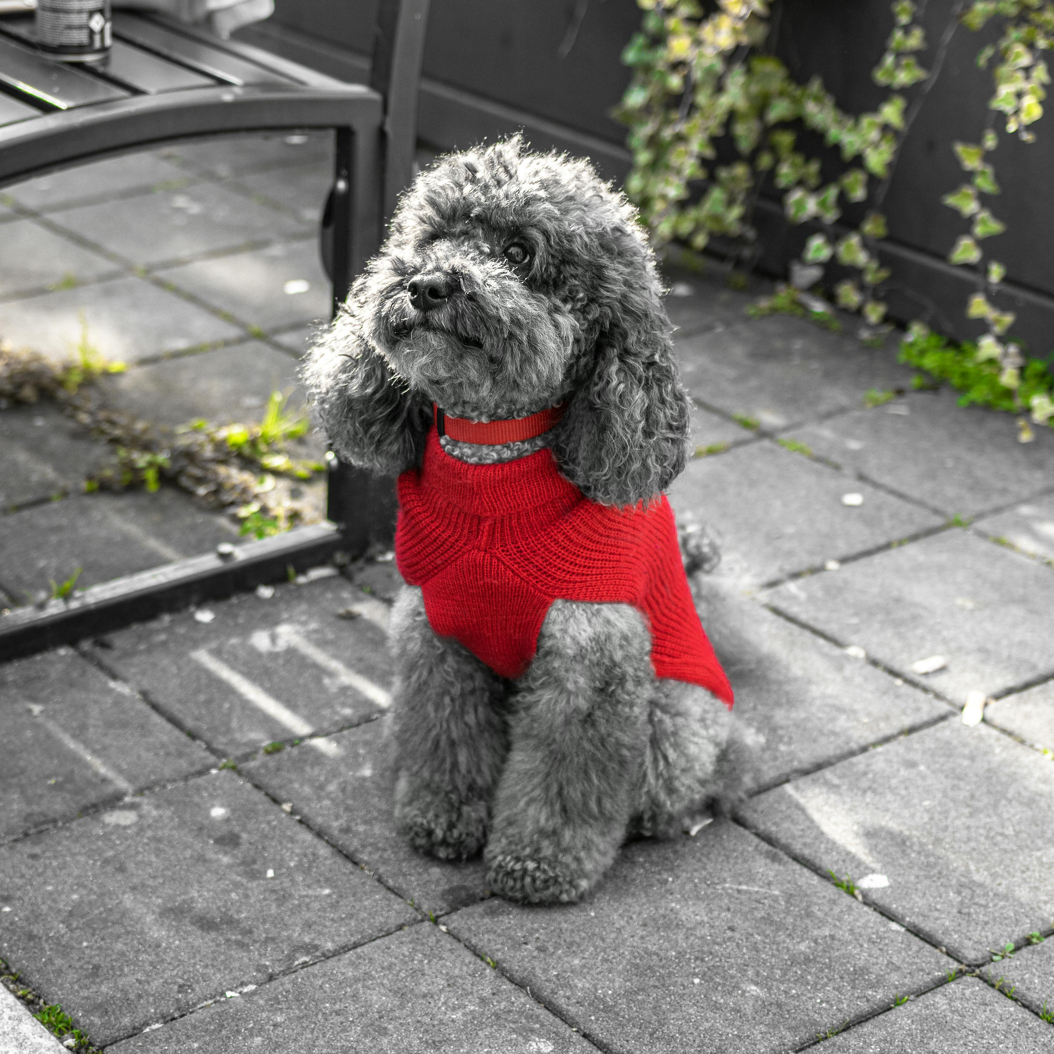 Dog grooming
