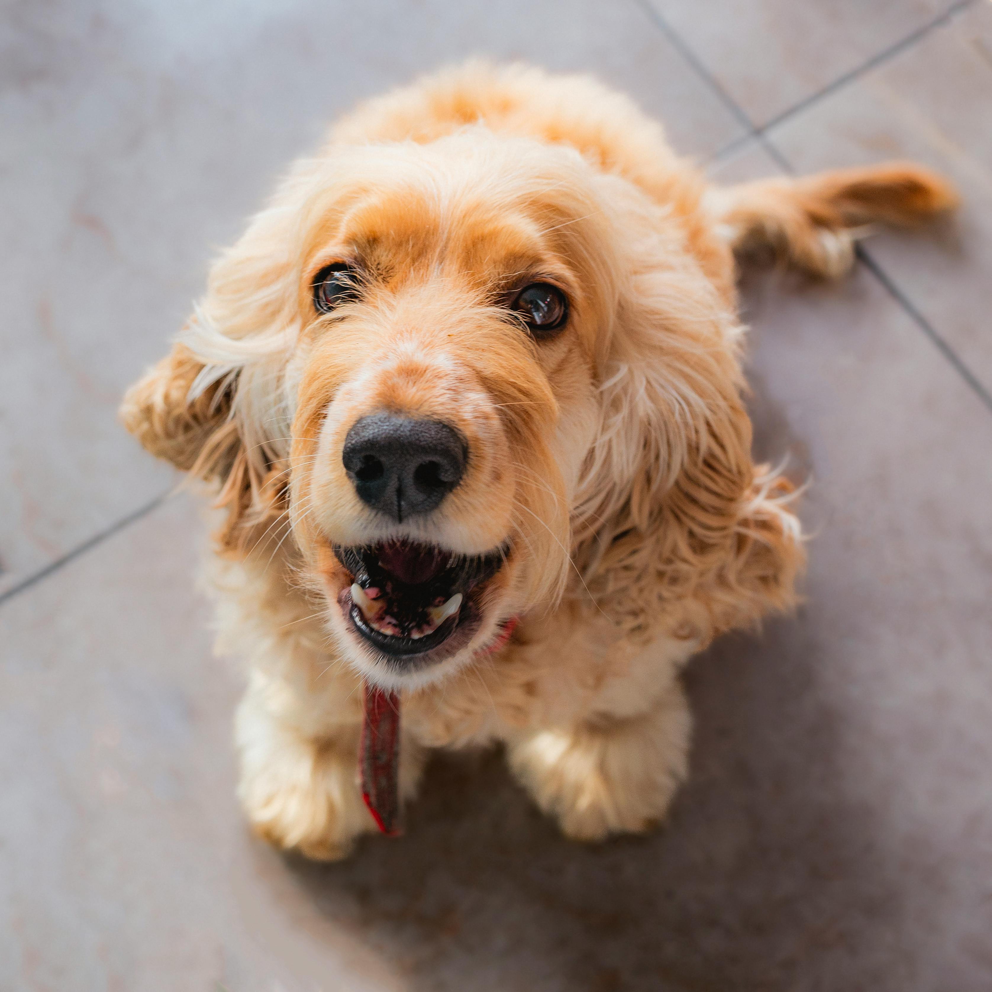 Dog grooming