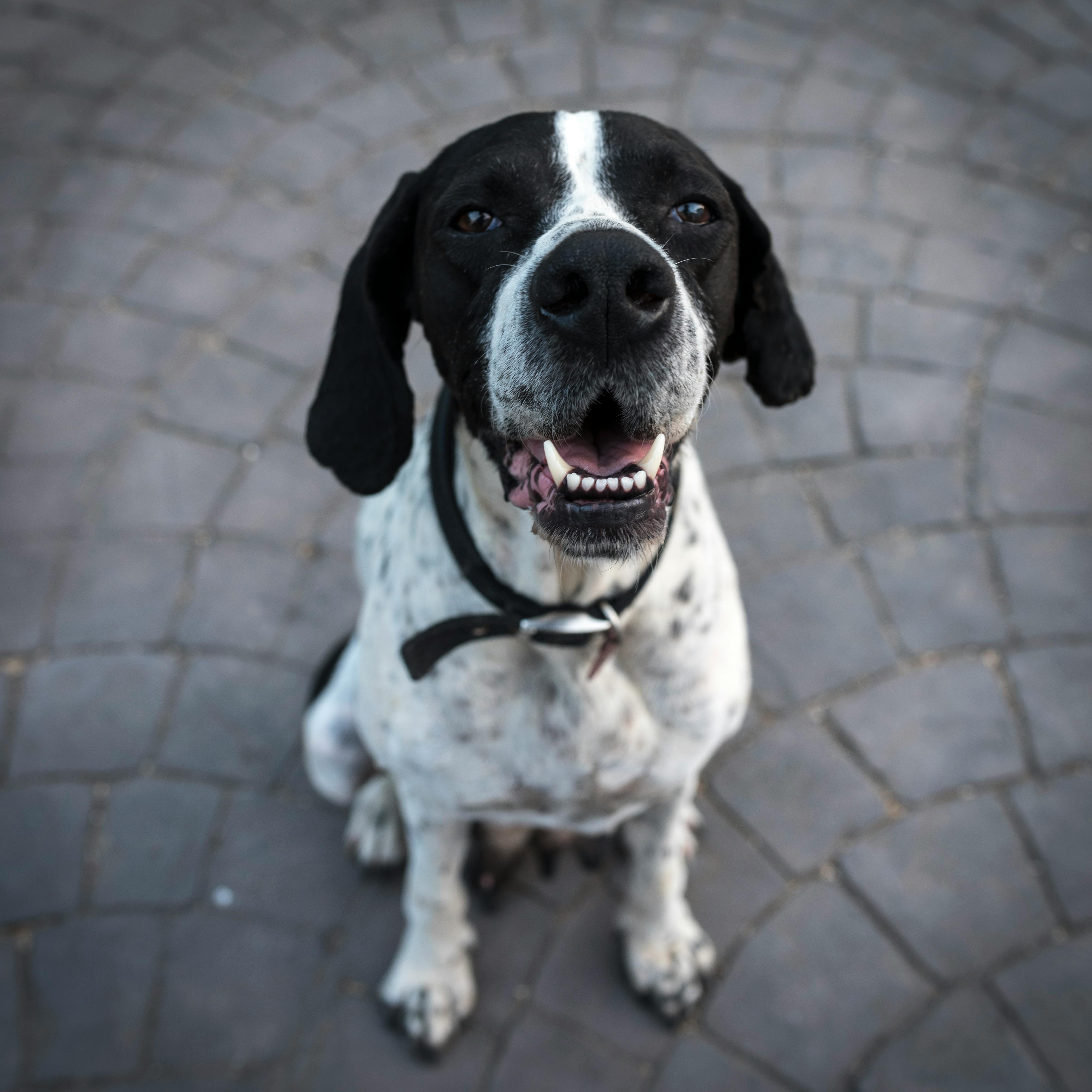 Dog grooming